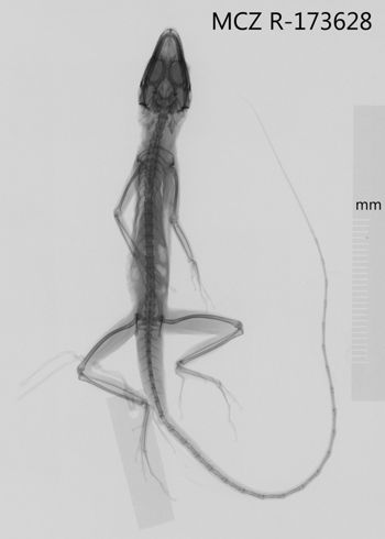 Media type: image;   Herpetology R-173628 Aspect: dorsoventral x-ray